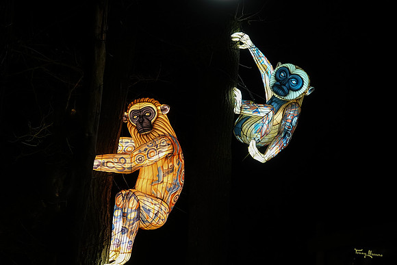 ouwehand_light_zoo_TH_0069