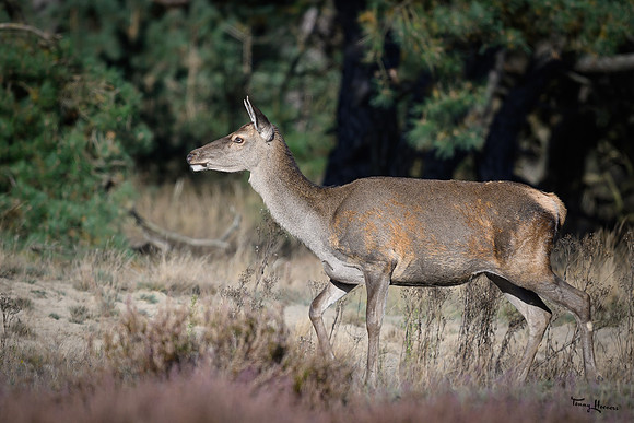 hogeveluwe_TH_1651