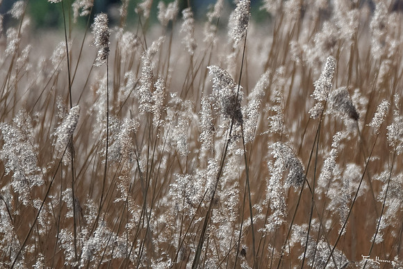 lingezegen_TH_0615