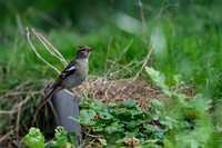 eays_vogelhut_TH_1117