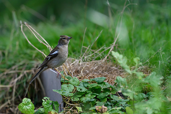 eays_vogelhut_TH_1117