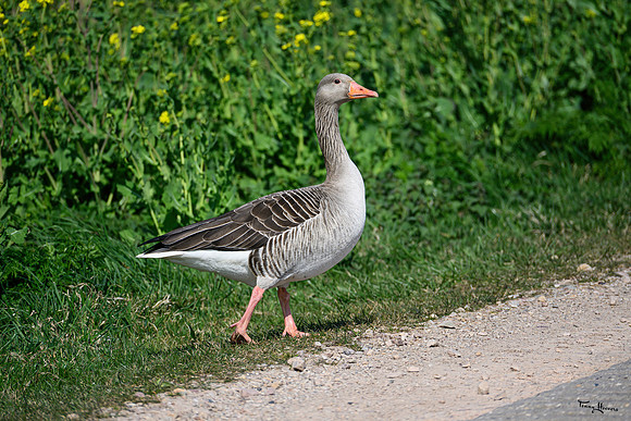 lingezegen_TH_0491
