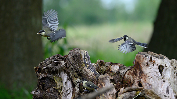rays-vogelhut_TH_0893