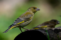 eays_vogelhut_TH_1118