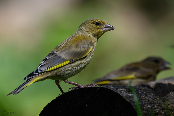 eays_vogelhut_TH_1118