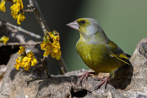 rays_vogelhut_TH_0457
