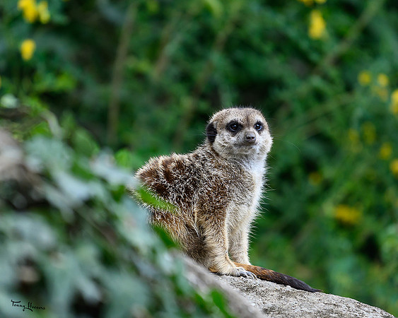burgerszoo_TH_1324