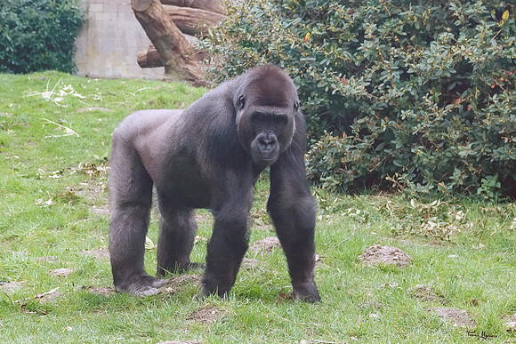 burgerszoo_TH_0494