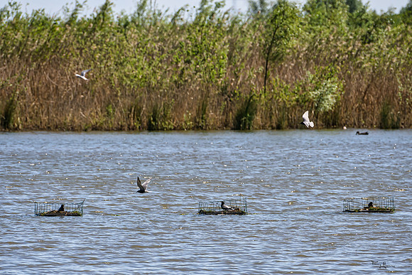 lingezegen_TH_0763