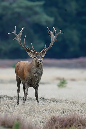hogeveluwe_TH_1603