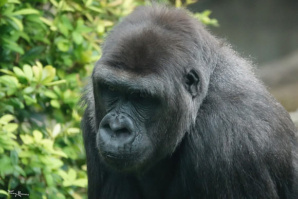 burgerszoo_TH_1214