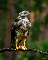 vogelhut_zuurberg_TH_1137
