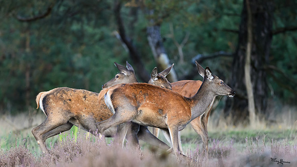 hogeveluwe_TH_1655