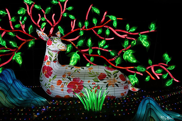 ouwehand_light_zoo_TH_0112