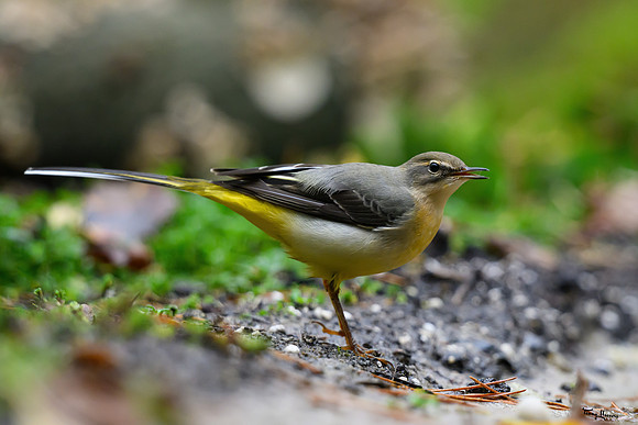 enterveenhut_TH_2033