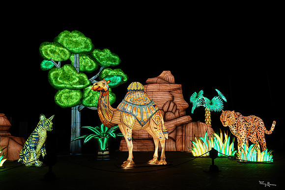 ouwehand_light_zoo_TH_0116