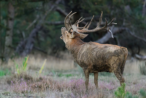 hogeveluwe_TH_1612