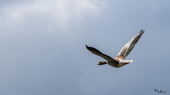 lingezegen_TH_1280