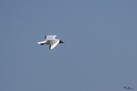 lingezegen_TH_0482
