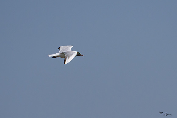 lingezegen_TH_0482