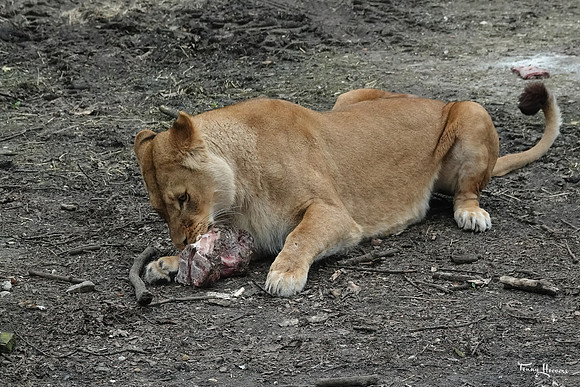 burgerszoo_TH_0499
