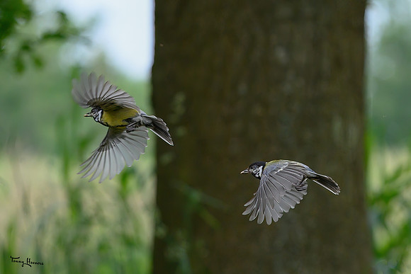 rays-vogelhut_TH_0892