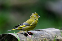 eays_vogelhut_TH_1123