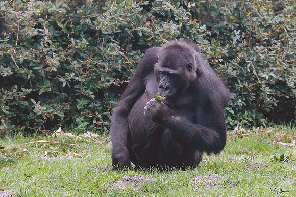 burgerszoo_TH_0495