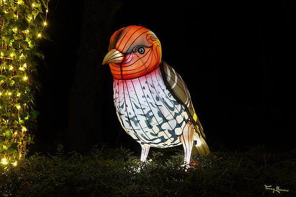 ouwehand_light_zoo_TH_0064