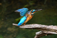 kingfisherhouse_TH_0836