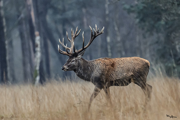 hogeveluwe_TH_0126