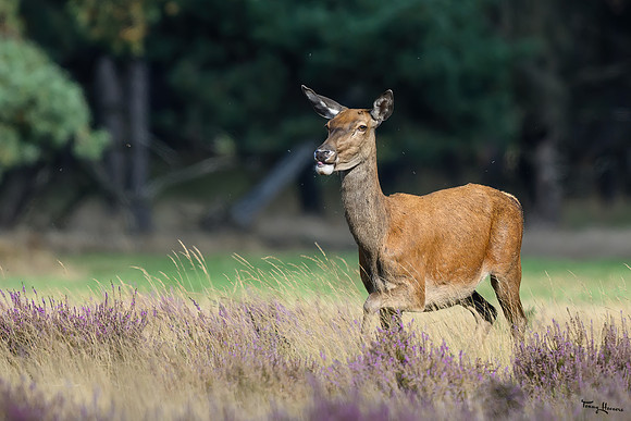 hogeveluwe_TH_1560