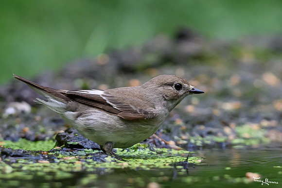 vogelhut_zuurberg_TH_0868