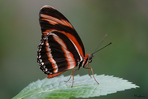 burgerszoo_TH_0484