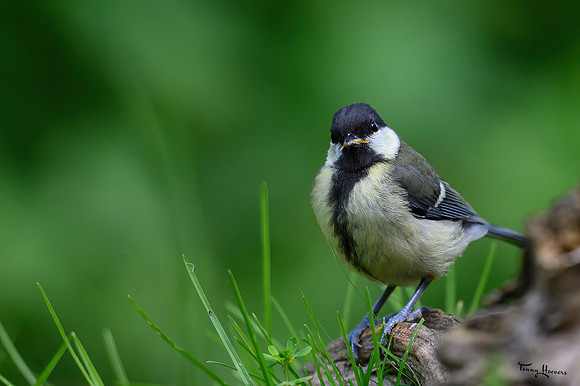 rays-vogelhut_TH_0876