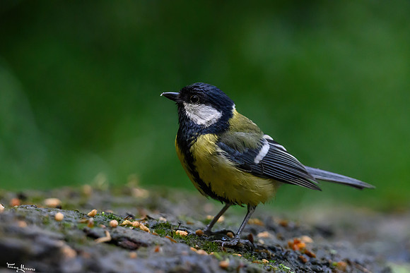 vogelhut_zuurberg_TH_0872