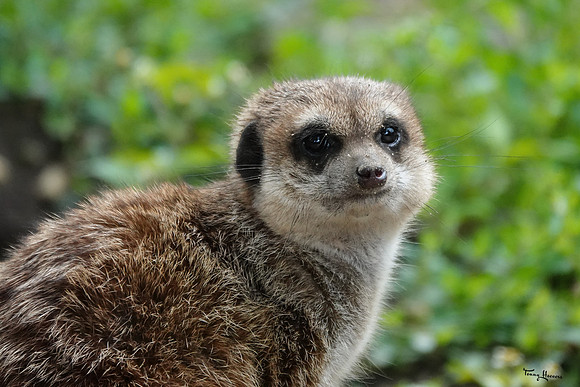burgerszoo_TH_1204