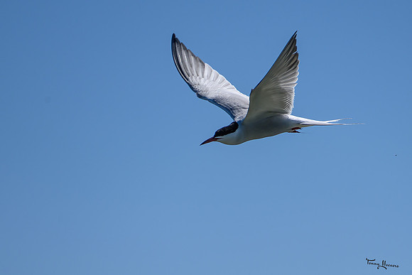 lingezegen_TH_0761