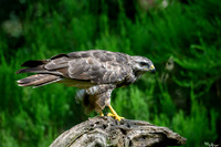 vogelhut_zuurberg_TH_1135