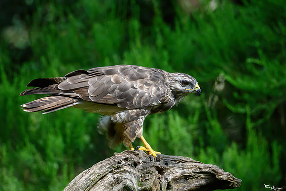 vogelhut_zuurberg_TH_1135