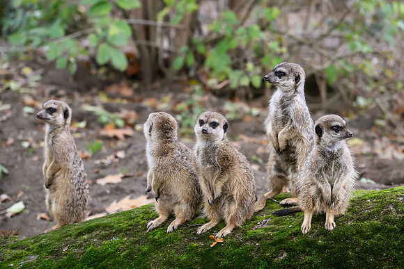 burgerszoo_TH_1993