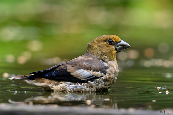vogelhut_zuurberg_TH_0877