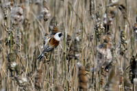 lingezegen_TH_0474