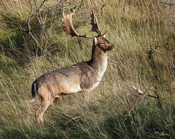 awd_TH_1870