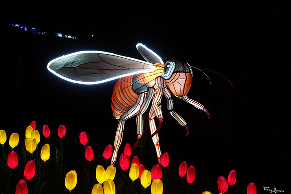 ouwehand_light_zoo_TH_0108