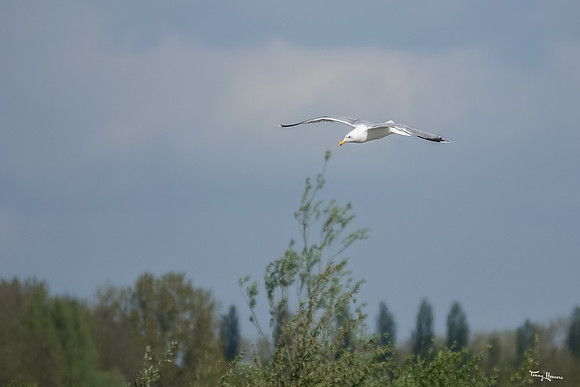 lingezegen_TH_0602