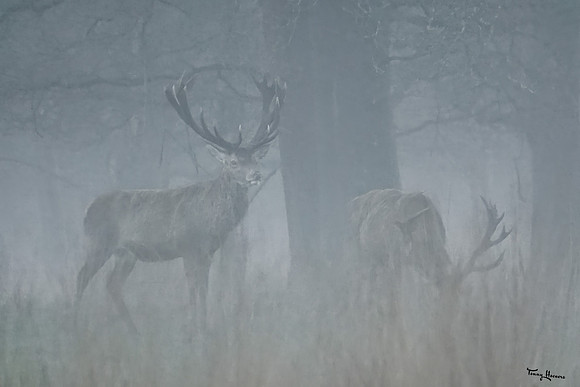 hogeveluwe_TH_0137