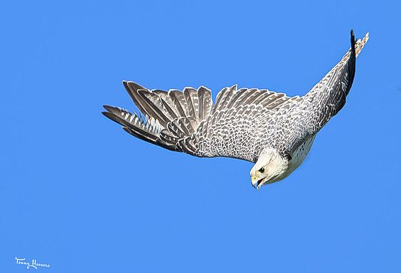 valk_roofvogels_TH_1746