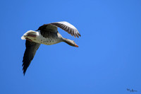 lingezegen_TH_0743