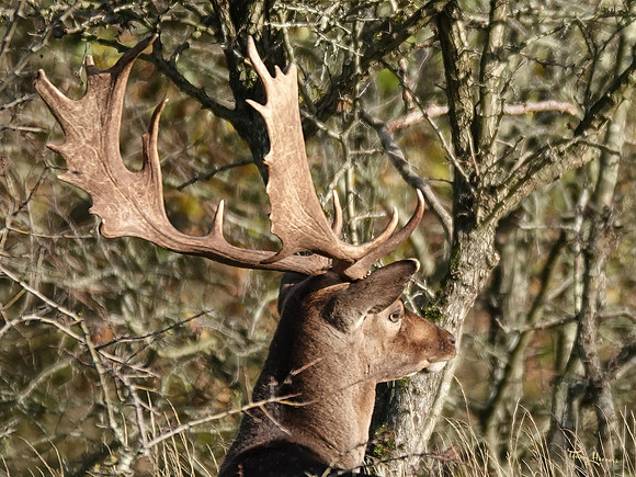 awd_TH_1871